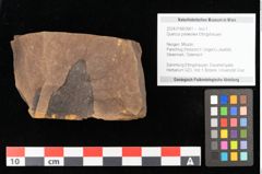 Foto (Objekt + Etikett) von Quercus palaeoilex Ettingshausen (NHMW-GEO-2024-0188-0961)